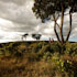 06-Kenia-Masai-Mara-6.jpg